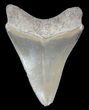 Beautiful, Megalodon Tooth - Bone Valley, Florida #51037-1